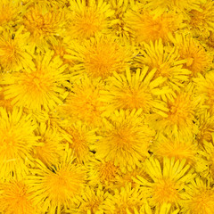 Bright beautiful background of yellow flowers
