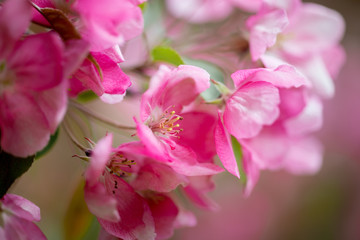 Purple blossom Hall crabapple (Malus halliana) background