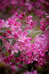 Purple blossom Hall crabapple (Malus halliana) background 