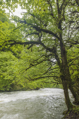 Mountain river