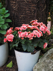Pink roses in white metal pail. Decoration in garden.
