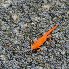 Bright orange newt or eft crossing a wet road in the rain