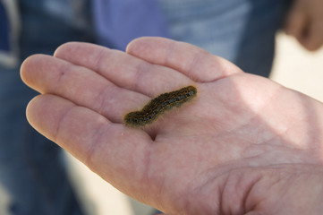 Raupe auf der Hand