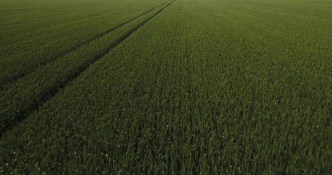Aerial video of a green wheat field with tractor tracks on it shot on the sunny day - 50fps