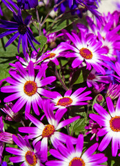 Fototapeta premium Pericallis flowers bouquet.