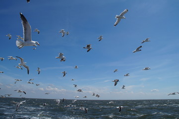 seagulls above a sunny sea