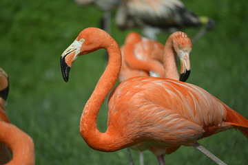 Flamingo