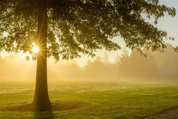 Foggy sunrise with tree
