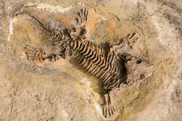 Fototapeta na wymiar Skeleton fossil record of ancient reptile in stone