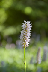 Snake knotweed in the sun - 