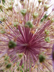 allium Zierlauch macro blüten stengel 