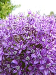 allium Zierlauch macro blüten stengel 