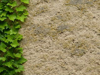 Parthenocissus tricuspidata kletterpflanze wand oberfläche