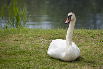 Awe-inspiring swan - Guardian of the lake