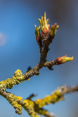 Spring Bud