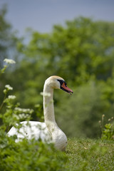 Awe-inspiring swan - Guardian of the lake