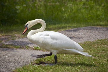 Waddling Swan