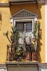 Fototapeta na wymiar Cactus sur un balcon d'immeuble à Séville, Espagne