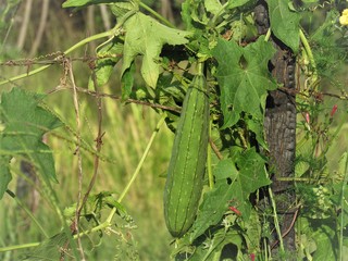 Bucha vegetal na cerca.