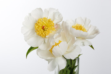 Naklejka na ściany i meble A bouquet of white peonies isolated on a light background.