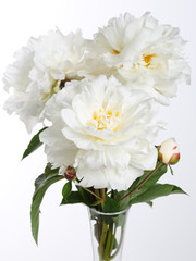 A bouquet of white peonies isolated on a light background.