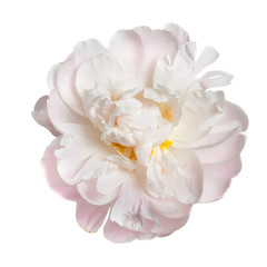Obraz na płótnie Canvas A flower gently pink peony isolated on white background.