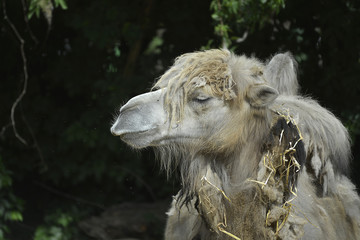 Kamel in Tierpark