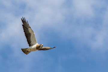 Swainson's hawk flying over cottonwood forest next to Rio Grande in central New Mexico