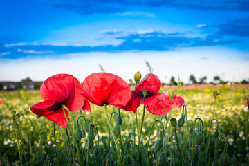 Mohnblumen- und Kamillenfeld mit Einfamilienhäusern im Hintergrund
