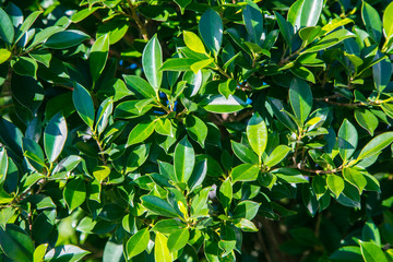 Fototapeta premium Green leaves illuminated by the sun