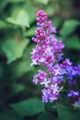 The branch of lilac blossoms.