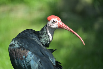 tropische Vögel in Tierpark
