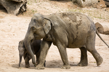 Elephant mother with baby elephant in zoo