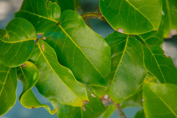Green leaves illuminated by the sun