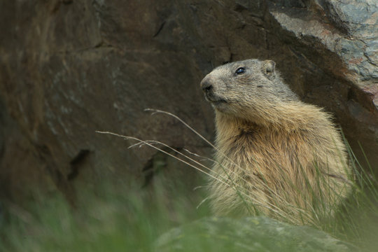 marmotte