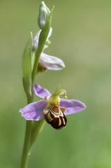 Ophrys apifera