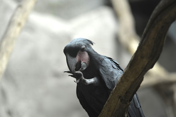 tropische Vögel in Tierpark