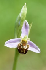 Ophrys apifera
