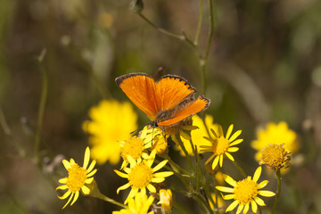 Butterfly Large Copper on flowers © Pawel Sidlo