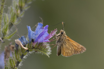 Butterfly Small Skipper on a flower © Pawel Sidlo