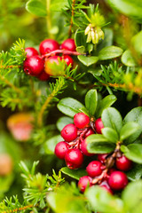 cowberry bush with red  fruits