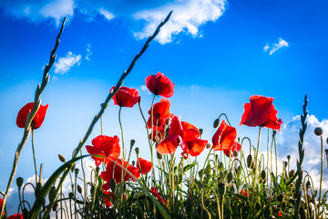 Obraz premium Mohnblumen-Feld - The Poppy Field