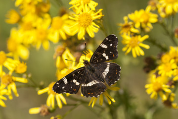 Butterfly White Admiral on flowers © Pawel Sidlo