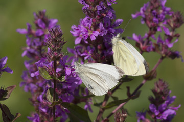 Butterfly Small White on flowers © Pawel Sidlo