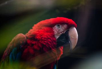 Beautiful colored Ara Macao