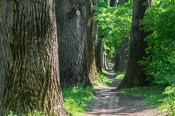 Geschwungener Waldweg mit großen stämmigen Bäumen und leuchtende grüne Blätter