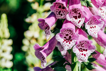 Pink Digitalis Foxgloves Plant Flowers In Garden - obrazy, fototapety, plakaty