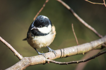 Coal tit perched on branch