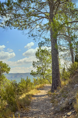 Trail route of - La Bojera -, in the town of Montanejos. Region of Castellon (Valencian Country). Big pine tree gives shadow to this area of the path. HDR color. Sunny day of summer. Holidays in Spain