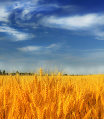 Wheat field against a blue sky